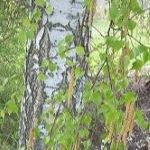Birke Stamm und Blätter
