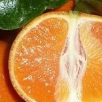 Mandarine Frucht