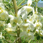 Moringabaum - Blüte