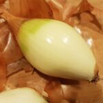 Zwiebel