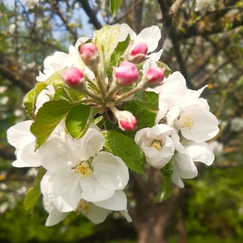 Apfelblüte in Baden