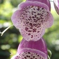 Roter Fingerhut Blüte Detail