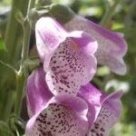 Roter Fingerhut Blüten