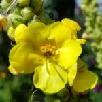 Königskerze Blüte Detail