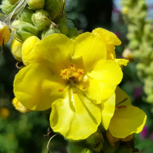 Königskerze Blüte Detail