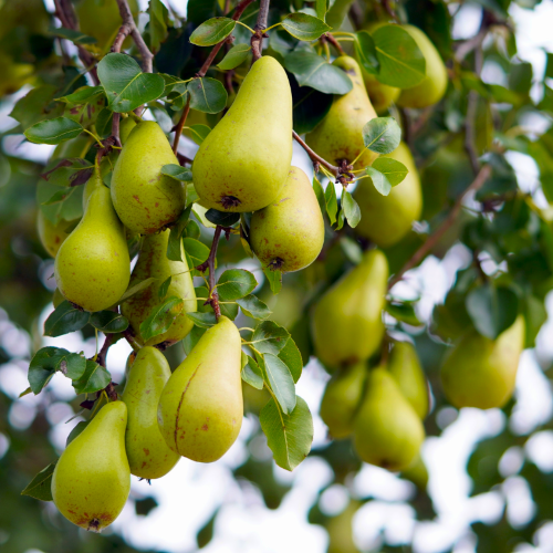 Birnbaum mit Früchten