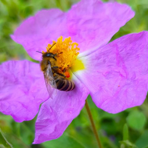 Zistrose Blüte mit Biene