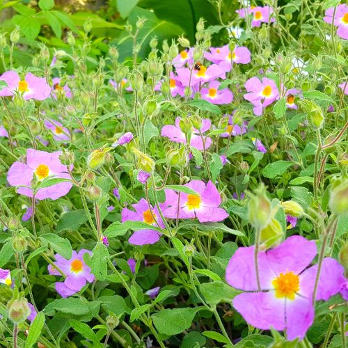 Zistrose Strauch mit Blüten