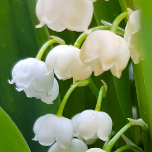 Maiglöckchenblüten, Detailaufnahme