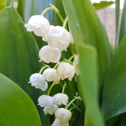 Maiglöckchen mit vielen geöffneten Blüten