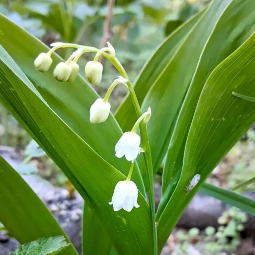 Maiglöckchen, Pflanze mit teilweise geöffneten Blüten am Stängel