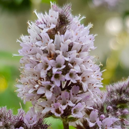 Minzeblüte
