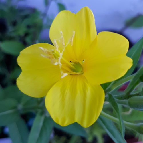 Nachtkerze - Blüte